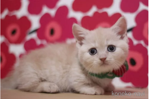 成約済の東京都のマンチカン(短足)-100752の5枚目